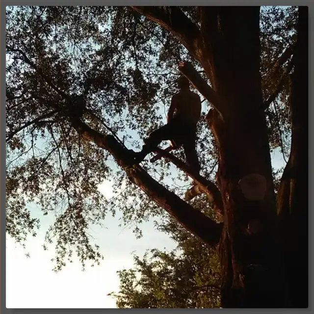 Climber working high in a tree canopy